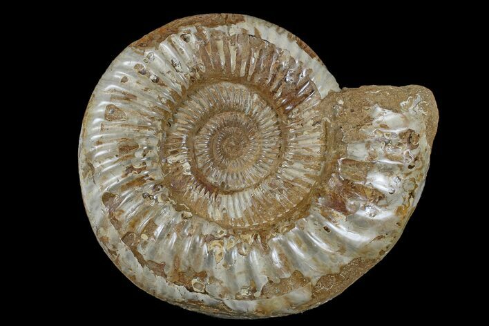 Large, Jurassic Ammonite Fossil - Madagascar #166005